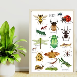 Insects + Bugs, A3 Poster - een mooie selectie van prachtige en unieke Insects + Bugs - **alleen digitale download**