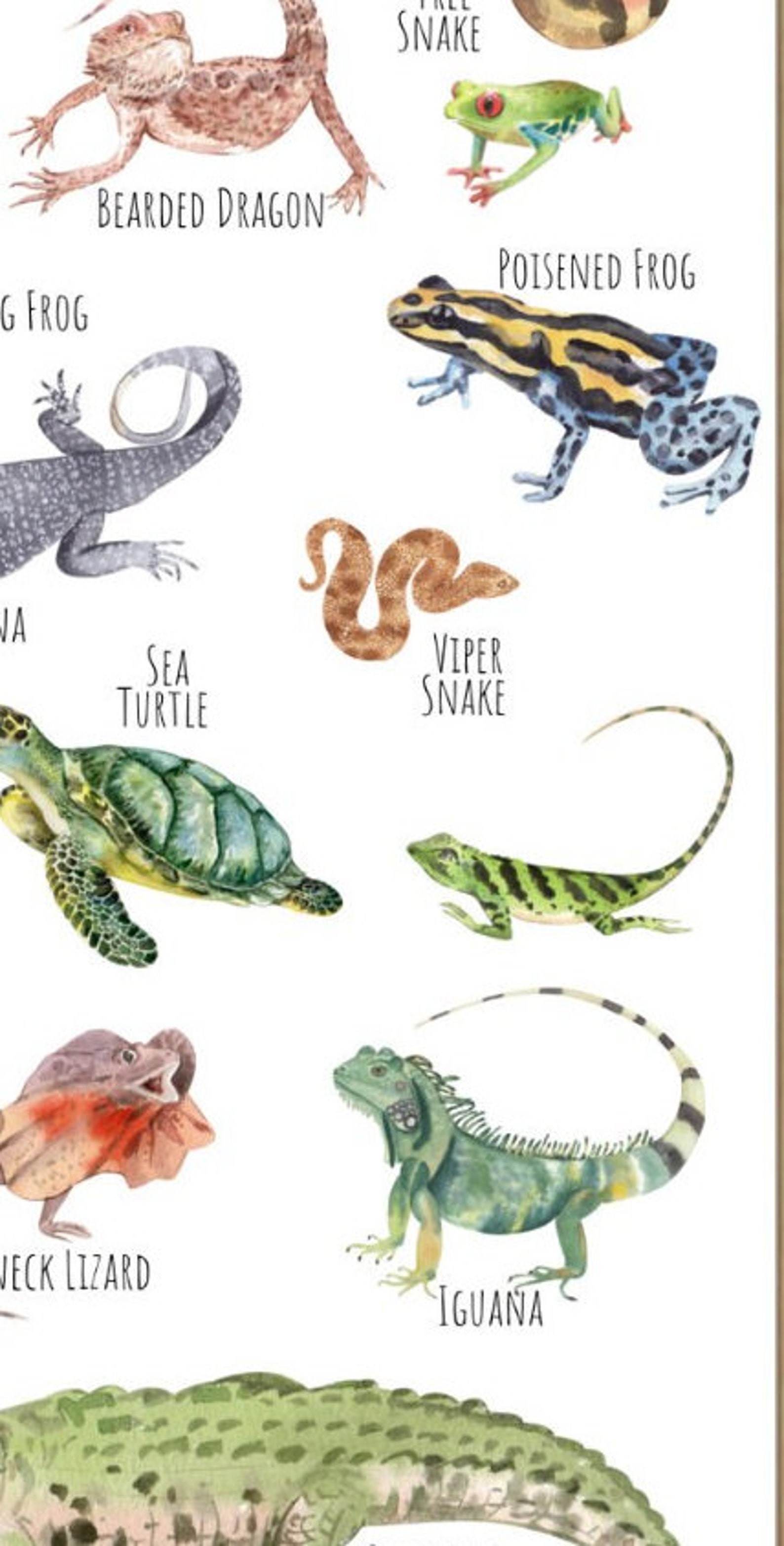 Reptiles A3 Poster a Beautiful Selection of Gorgeous - Etsy