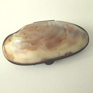 Può includere: Conchiglia ovale con bordo marrone scuro. La superficie del guscio è madreperlacea, color crema, con zone beige e marrone rossiccio. La conchiglia è posta su uno sfondo bianco sporco. Misura circa 15 cm di lunghezza.