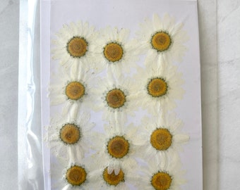 Dried pressed flowers Daisy 12 pcs