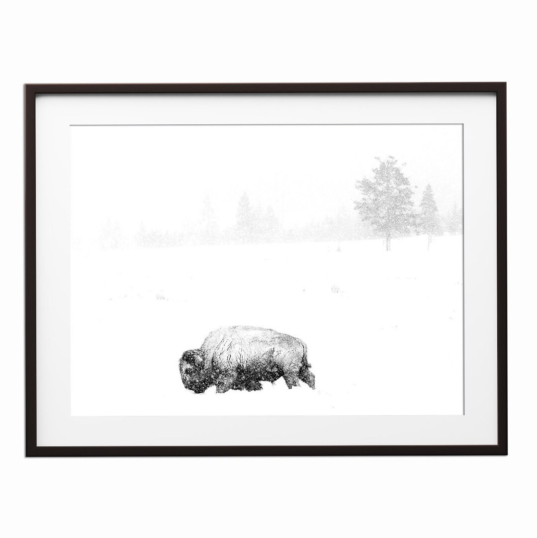 Buffalo Print, Black and White, Bison Print, Printable Wall Art, Bison Photo, Buffalo Wall Art