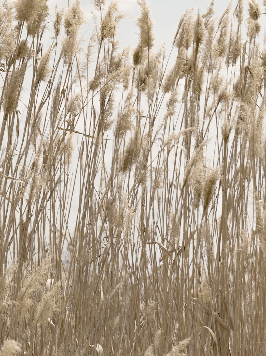 Pampas Grass Print Downloadable Prints Neutral Wall Art Etsy Australia