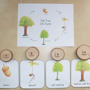 Oak Tree Life Cycle Pack
