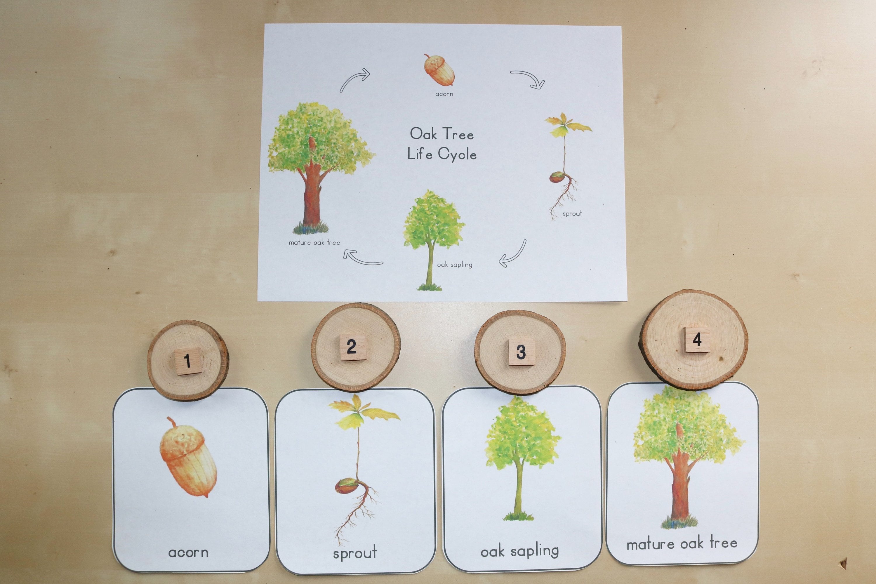 oak tree cycle