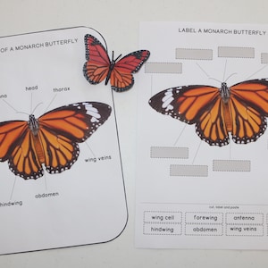 Monarch Butterfly Early Learning Set