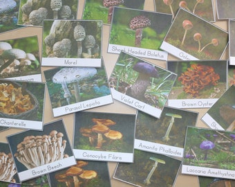 Mushroom Species Three-Part Cards