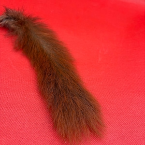 Zachte eekhoorn staart - Taxidermie