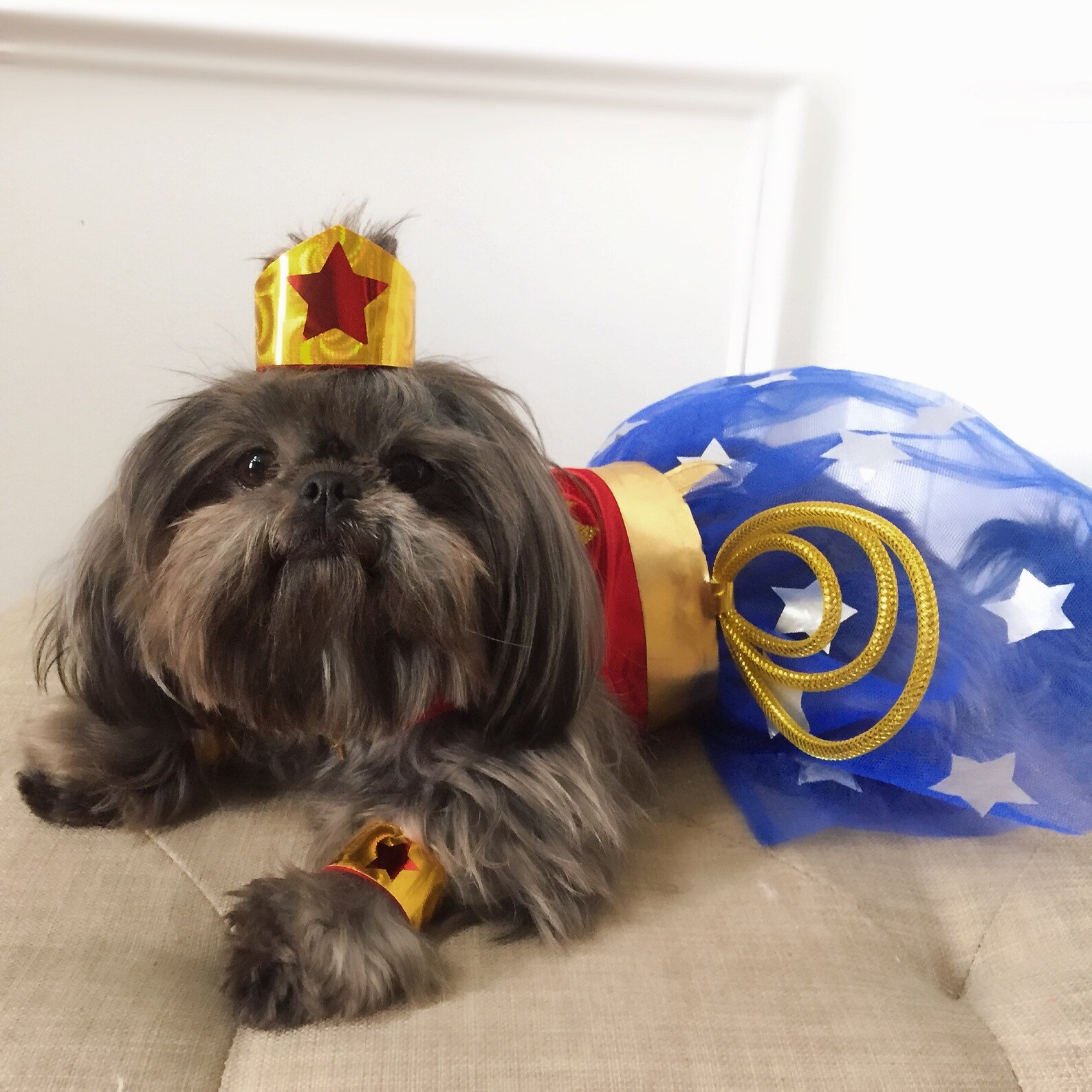 Pet Halloween Costume Pet Wonder Woman Costume Puppy Dress up Etsy