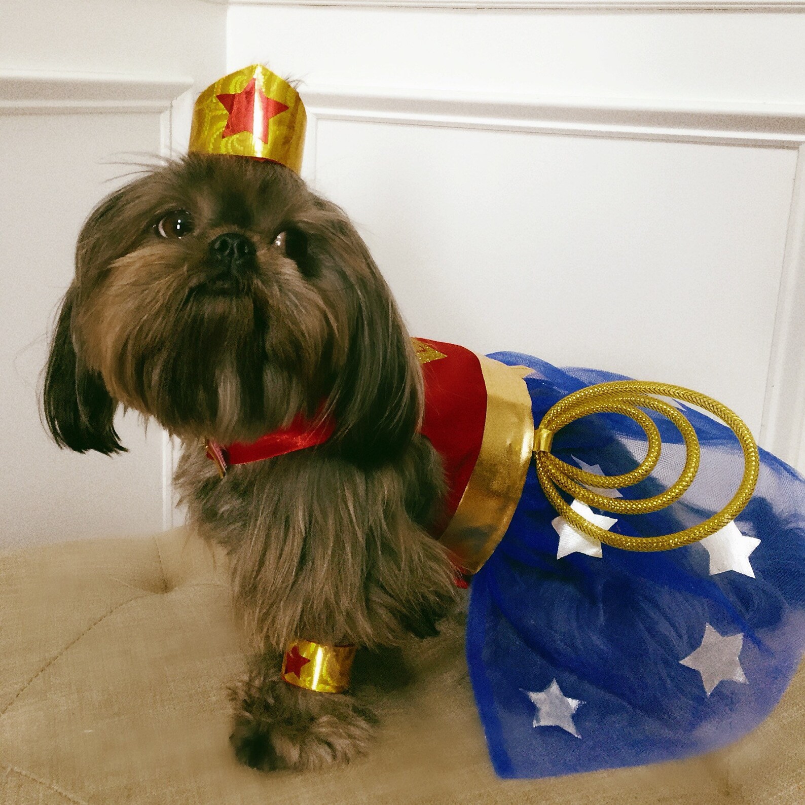 Pet Halloween Costume Pet Wonder Woman Costume Puppy Dress up Etsy