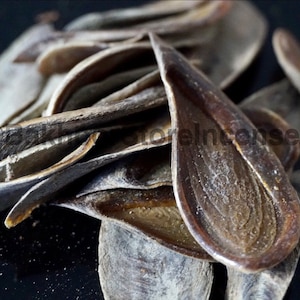 Opérculo Kyphi pequeno e duro | Conchas Naturais - Nakh