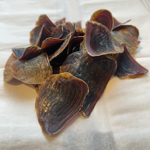 May include: A pile of dark brown, iridescent oyster shell pieces with a layered texture. The shells have a mix of colors, including deep reds, purples, and hints of gold. The shells are arranged on a white surface.