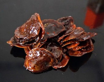 Bakhoor Onycha Operculum Shell Traditional Female Use