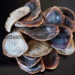 Onycha-Operculum Hard - Operculum-Muscheln, Seemuscheln, Teufelsnägel, Duffra