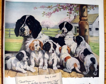 1944 English Setter With Puppies -Sergeant Dog Original 13.5 * 10.5 Magazine Ad-Pet Food