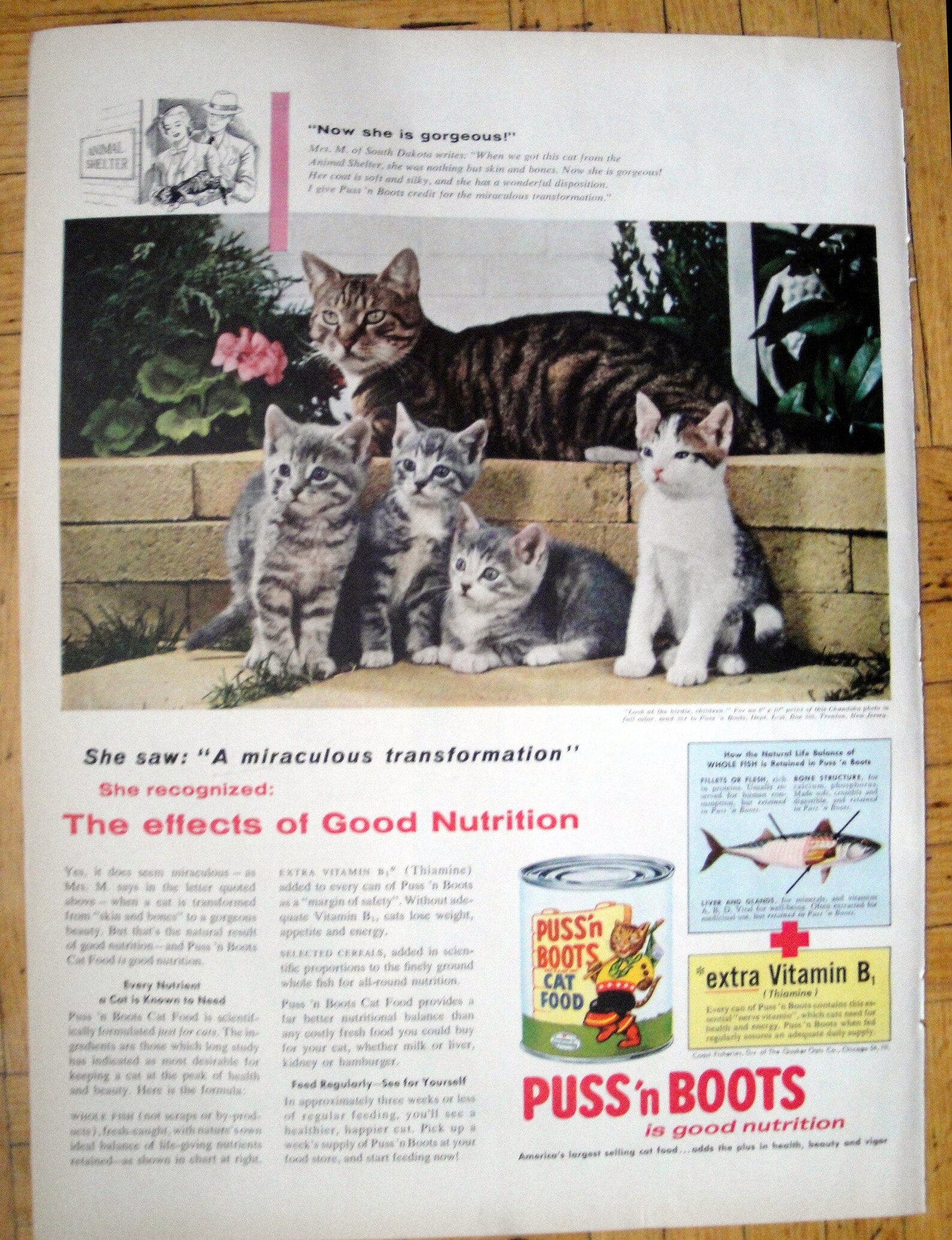 1956 Puss'n Boots Cat Food Kittens Chandoha Etsy Canada