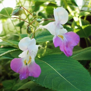 Peut inclure: Gros plan sur une plante à fleurs avec des fleurs blanches et violettes. Les fleurs ont une forme unique, avec un pétale supérieur blanc et un pétale inférieur violet. La plante a des feuilles vertes.