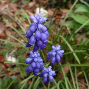 Peut inclure: Un groupe de fleurs de muscari violettes vibrantes, également appelées jacinthes à grappes, présentant des fleurons denses en forme de cloche sur des tiges dressées, entourées de fines feuilles vertes en forme de lame à la base.