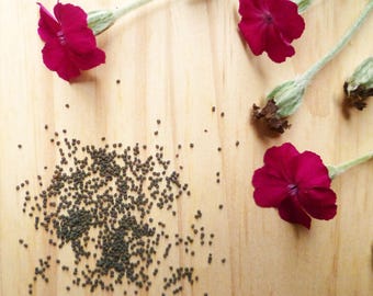 50 semillas de Lychnis coronaria - flores perennes malva - Silene de jardín - Coronaria - Silene coronaria - Silene rosa