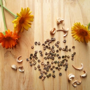 Può includere: Vista dall'alto di fiori di calendula arancioni e gialli brillanti con steli verdi, semi sparsi e baccelli su una superficie di legno chiaro. I fiori sono in piena fioritura, mostrando i loro colori vivaci e le loro intricate disposizioni di petali.