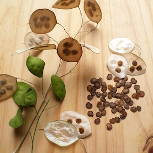 Peut inclure: Image en gros plan de Lunaria séchée, également appelée monnaie du pape, et de graines sur une surface en bois. Les plantes présentent des gousses rondes et translucides, de couleur marron et blanche, avec des feuilles vertes et de petites graines brunes.