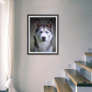 K&ouml;nnte beinhalten: Gerahmtes Portr&auml;t eines Siberian Husky-Hundes mit auff&auml;lligen blauen und braunen Augen. Der Hund hat ein grau-wei&szlig;es Fell und ist in einem schwarzen Rahmen zentriert. Das Kunstwerk wird an einer wei&szlig;en Wand in der N&auml;he einer Holztreppe ausgestellt.