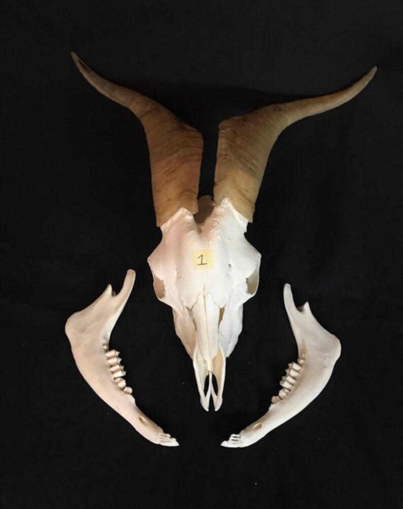 Big goat skull