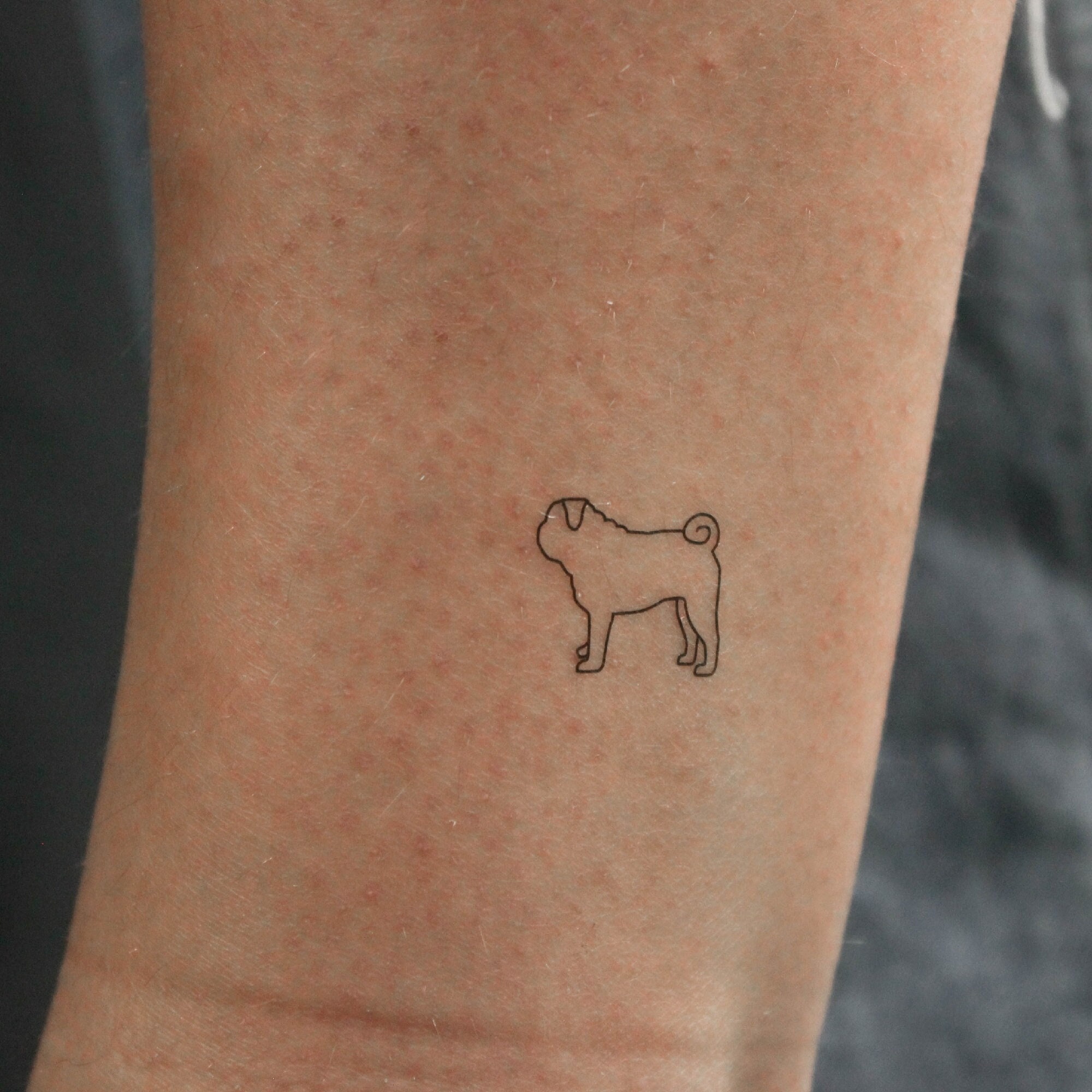 Tiny Pug Tattoo - TattManiaTattMania