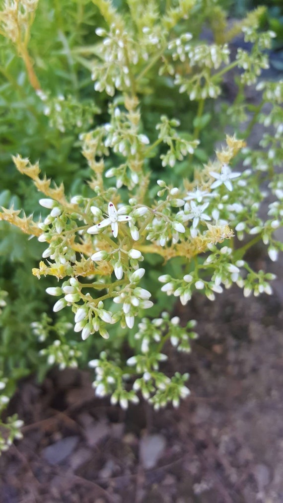 Cold Hardy Succulent Sedum Coral Carpet Ground Cover Plant For Etsy