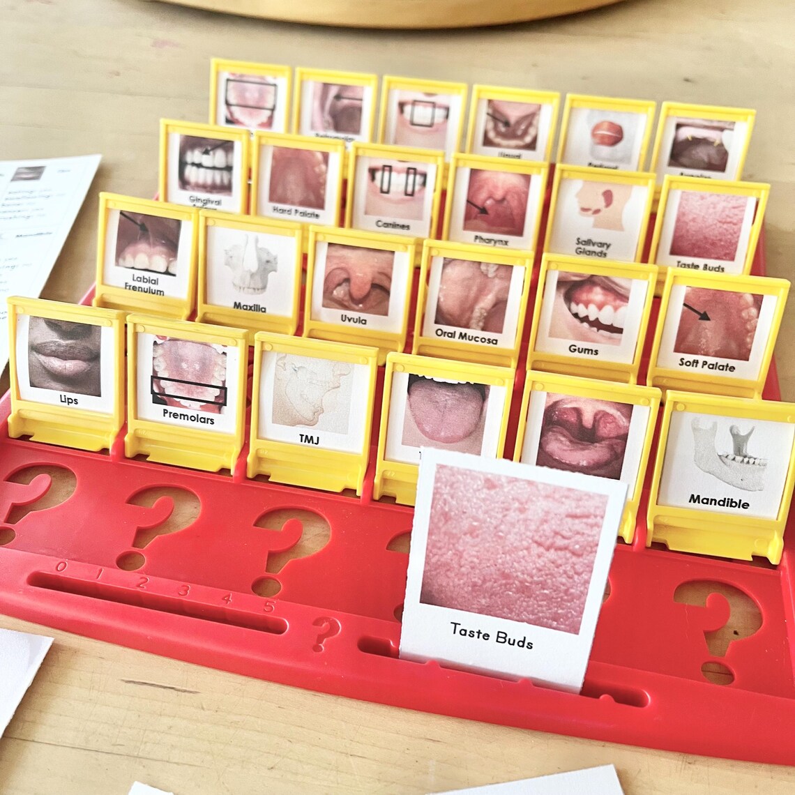 Anatomy of the Mouth Guess Game Printable Insert Cards - Etsy Canada