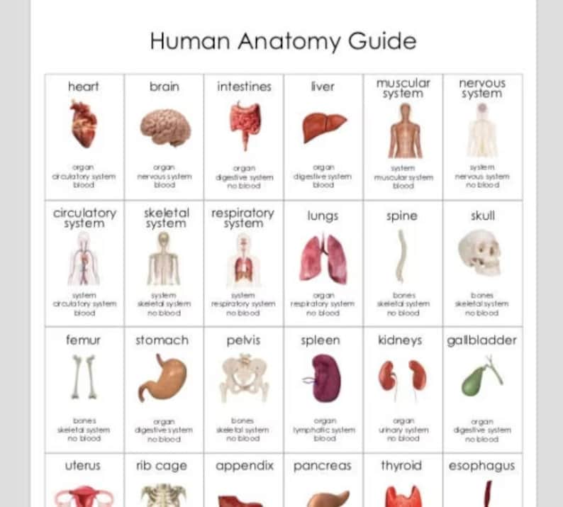 Anatomy Guessing Game Printable Insert Card - Etsy