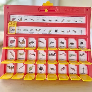Scheda inserto stampabile per indovinare insetti e insetti