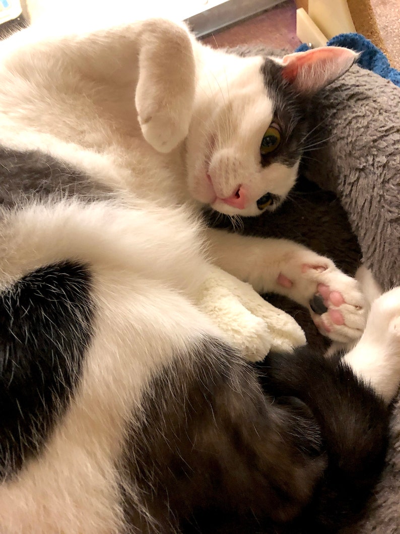 Pet Mat