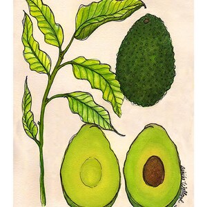 Avocado | Watercolor Botanical Print | 8x10 | 5x7