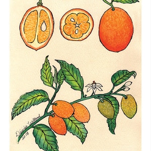 Kumquat Fruit | Watercolor Botanical Print | 8x10 | 5x7