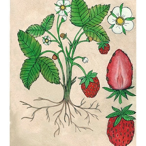 Strawberry | Watercolor Botanical Print | 8x10 | 5x7