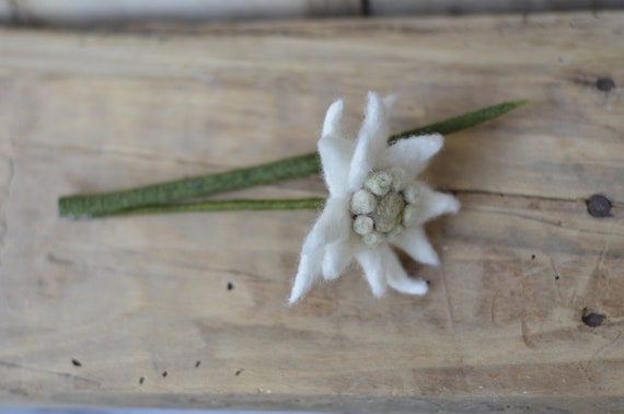 家の装飾用のエーデルワイス茎花 1 本以上、花束やフラワー