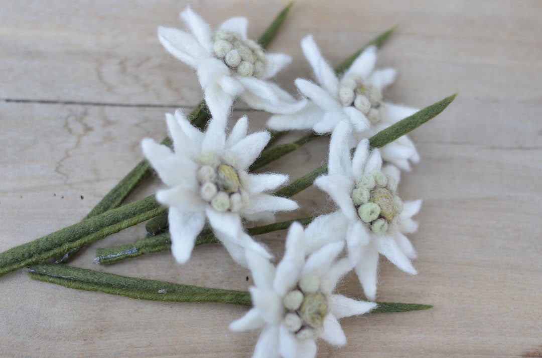 One or More Edelweiss Stem Flowers for Home Decor, White Small