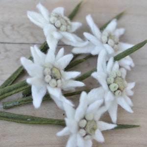 One or more Edelweiss stem flowers for home decor, white small edelweiss for bouquet or floral arrangement