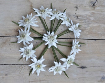 One or more Edelweiss stem flowers, gift for nature lover