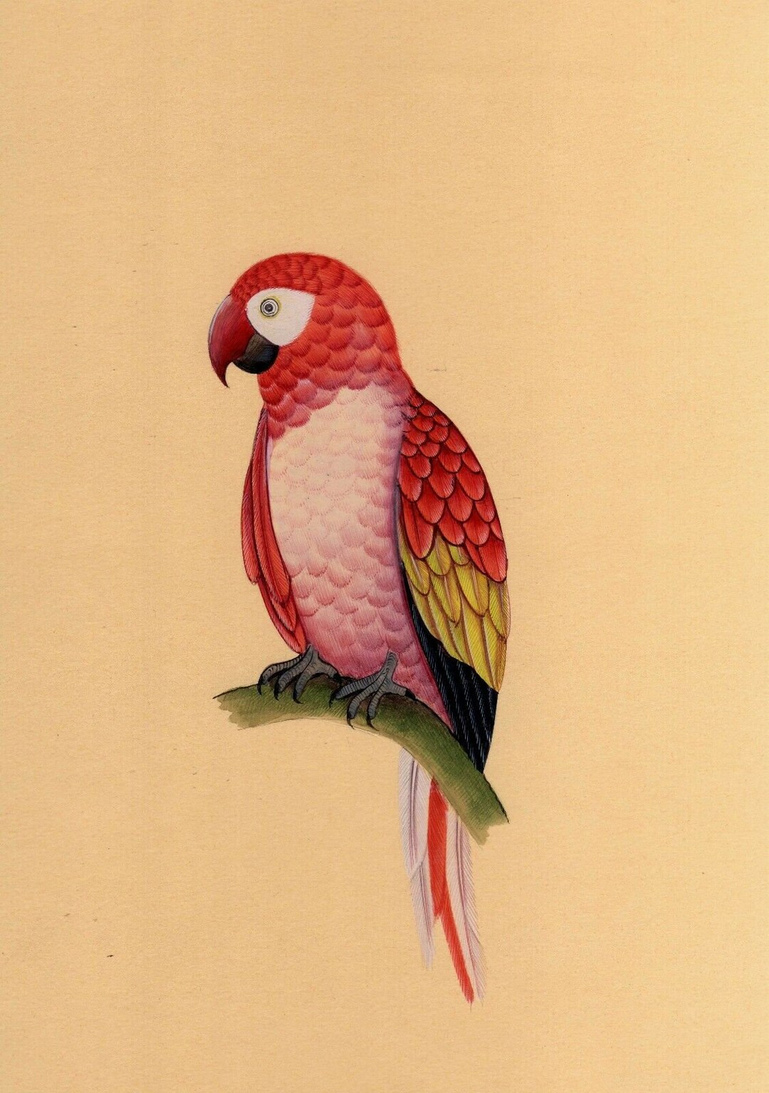 Vintage Art Indian Miniature Birds Painting of Color Full Parrot Finest
