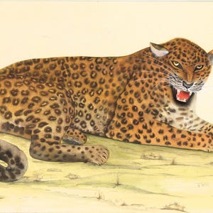 Animal Miniature Painting Of Cheetah Wildlife Nature Art On Paper 17.5x11 Inch | Panther Animal Art | Handmade Wildlife Nature Art For Wall