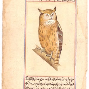 Dipinto in miniatura indiano di gufo, uccelli, fauna selvatica, arte vintage su carta, 5x8 pollici / dipinto d'arte Mughal fatto a mano / arte degli uccelli per la decorazione della parete