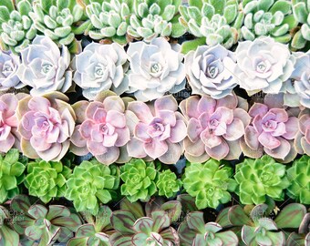 Rows of Succulents Styled Stock Photo for Instagram | Social Media or Blog Plant Image | Plant Lady Image | Succulents Photo