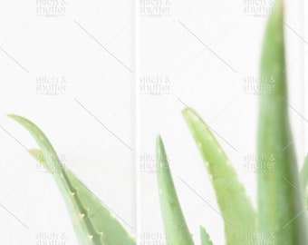 Soft Focus Aloe Plant Styled Stock Photo for Instagram | Social Media or Blog Plant Image | Plant Lady Image