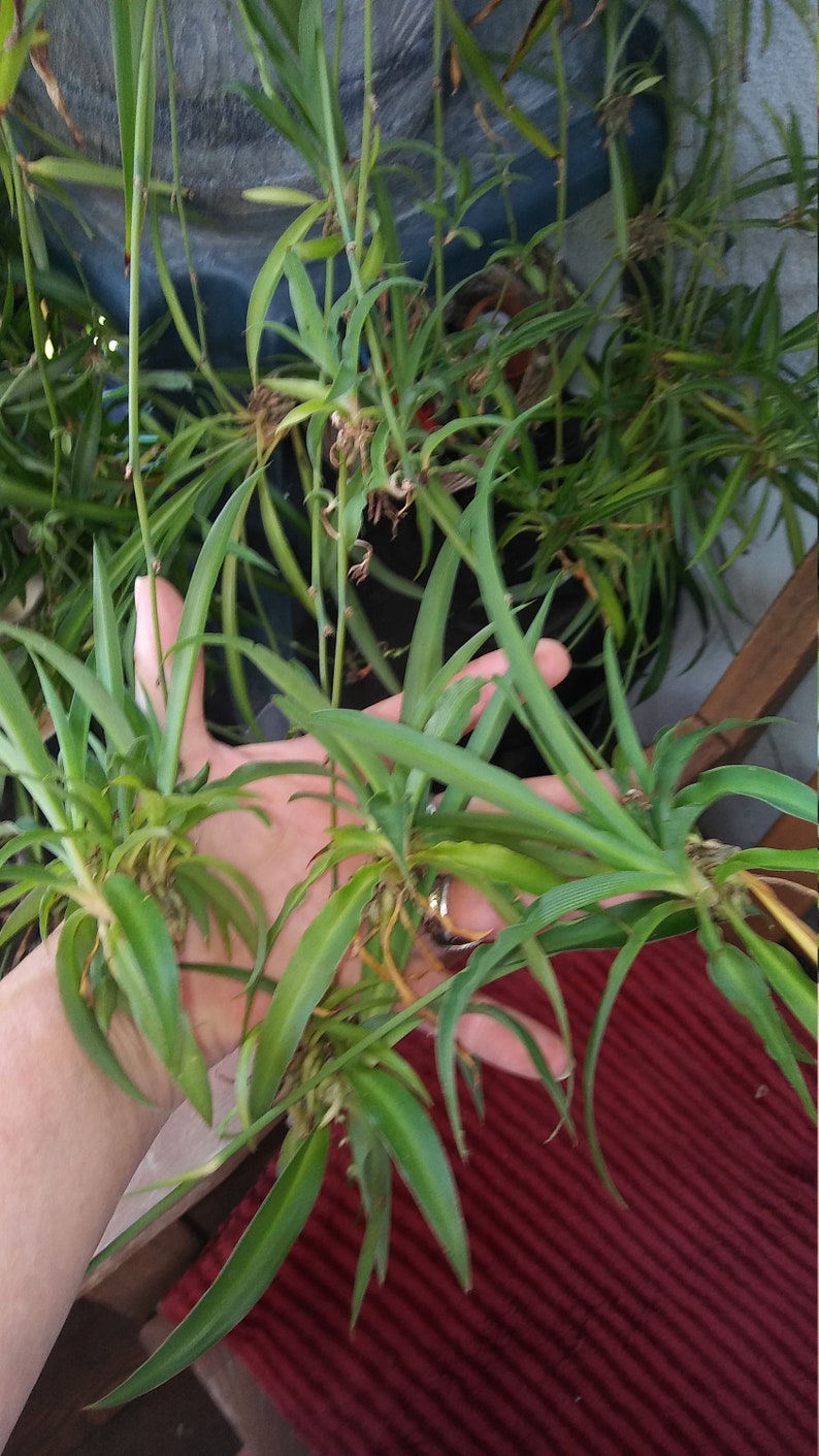 Spider Plant PupsCleansing and Purifying Spider Plant Etsy