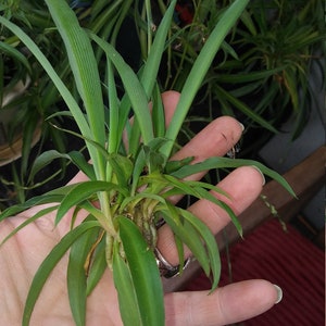 Spider Plant Pup-Cleansing and Purifying Spider Plant Baby