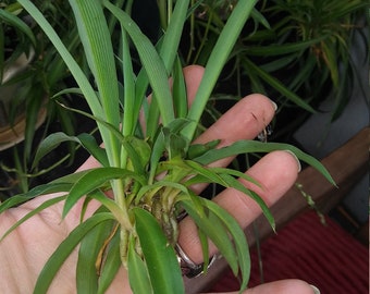 Spider Plant Pup-Cleansing and Purifying Spider Plant Babies-Ask For Combined Shipping-Please Read All DETAILS