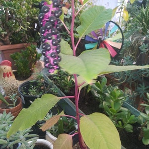 May include: A close-up of a plant with a vibrant purple stem and dark purple berries. The plant has large, green leaves and is potted in an orange container. Other potted plants are in the background.