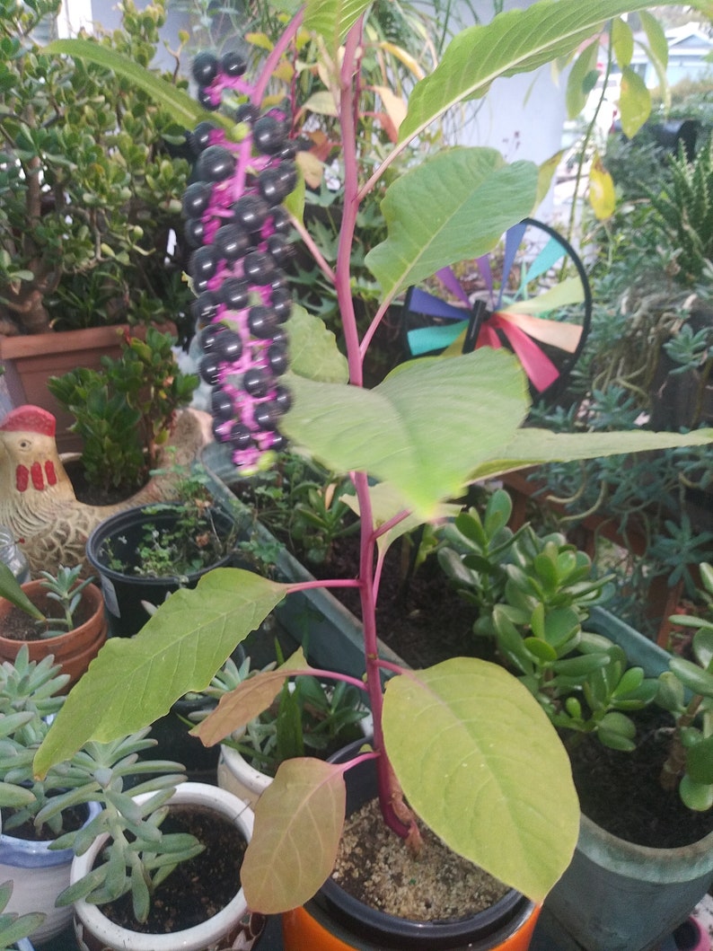 May include: A close-up of a plant with a vibrant purple stem and dark purple berries. The plant has large, green leaves and is potted in an orange container. Other potted plants are in the background.
