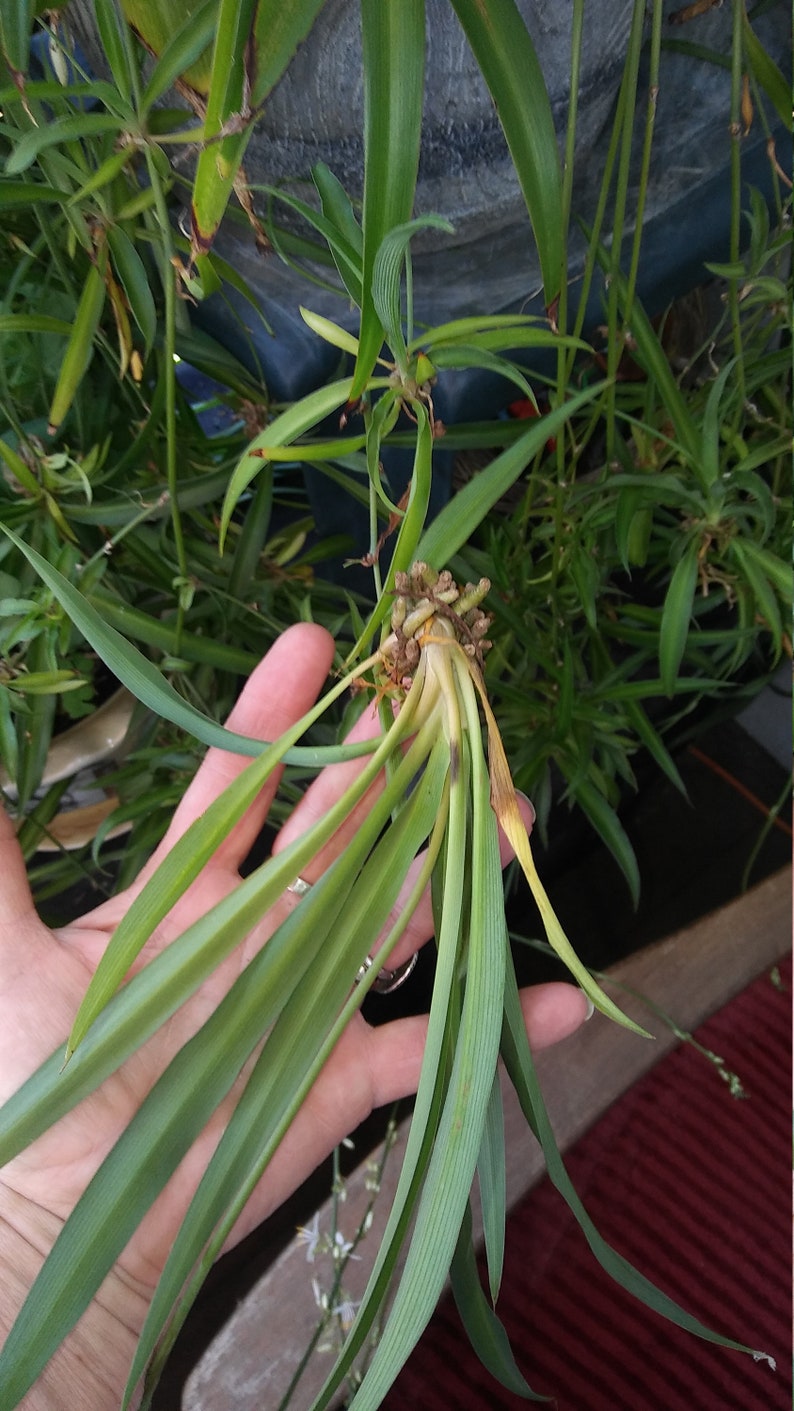 Spider Plant PupsCleansing and Purifying Spider Plant Etsy